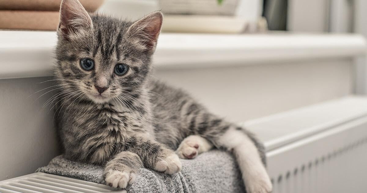 7 Reasons Your New Kitten Might Not Be Eating